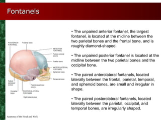 Fontanels

                               • The unpaired anterior fontanel, the largest
                               fon...