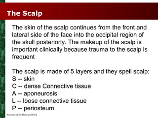 The Scalp

    The skin of the scalp continues from the front and
    lateral side of the face into the occipital region o...