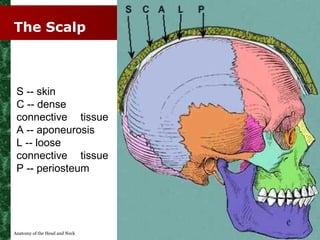 The Scalp



 S -- skin
 C -- dense
 connective tissue
 A -- aponeurosis
 L -- loose
 connective tissue
 P -- periosteum

...
