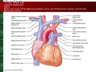 The Aorta
(AORTIC BRANCHES:
ABC'S
Aortic arch gives off the Bracheiocephalic trunk, the left Common Carotid, and the left
...