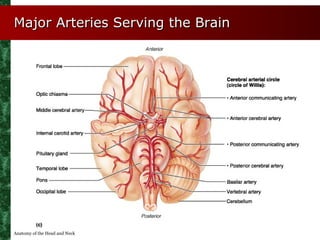 Major Arteries Serving the Brain




Anatomy of the Head and Neck
 