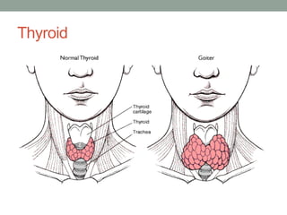 Tiroidet Head and neck anatomy | PDF