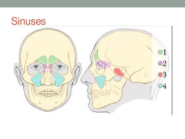 Head And Neck Anatomy Head And Neck Anatomy