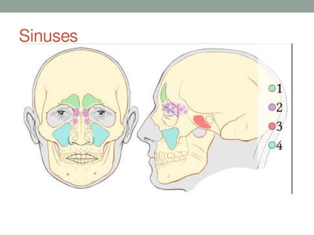 Head And Neck Anatomy