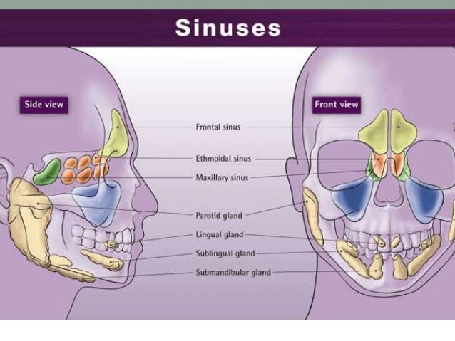 Head And Neck Anatomy