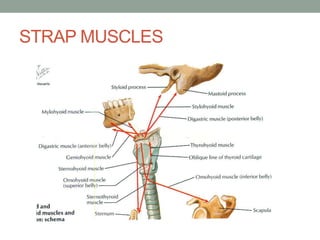 Head and neck anatomy | PPTX