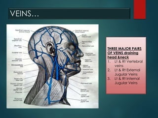 VEINS…
THREE MAJOR PAIRS
OF VEINS draining
head &neck
1. Lt & Rt Vertebral
veins
2. Lt & Rt External
Jugular Veins
3. Lt & Rt Internal
Jugular Veins
 
