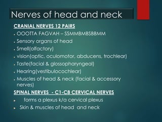 Nerves of head and neck
CRANIAL NERVES 12 PAIRS
● OOOTTA FAGVAH – SSMMBMBSBBMM
● Sensory organs of head
● Smell(olfactory)
● vision(optic, oculomotor, abducens, trochlear)
● Taste(facial & glossopharyngeal)
● Hearing(vestibulocochlear)
● Muscles of head & neck (facial & accessory
nerves)
SPINAL NERVES - C1-C8 CERVICAL NERVES
 forms a plexus k/a cervical plexus
 Skin & muscles of head and neck
 