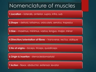 Nomenclature of muscles
1.Location – lateralis, anterior, supra, infra, sub
2.Shape – deltoid, latissimus, orbicularis, serratus, trapezius
3.Size – maximus, minimus, vastus, longus, major, minor
4.Direction/orientation of fibres – transverse, rectus, oblique
5.No of origins – biceps, triceps, quadriceps
6.Origin & insertion - sternocleidomastoid
7.Action - flexor, abductor, extensor, levator
 