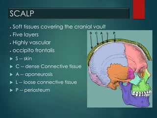 SCALP
● Soft tissues covering the cranial vault
● Five layers
● Highly vascular
● occipito frontalis
 S -- skin
 C -- dense Connective tissue
 A -- aponeurosis
 L -- loose connective tissue
 P -- periosteum
 