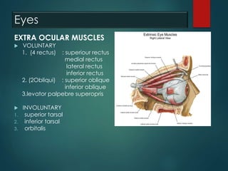 Eyes
EXTRA OCULAR MUSCLES
 VOLUNTARY
1. (4 rectus) : superiour rectus
medial rectus
lateral rectus
inferior rectus
2. (2Obliqui) : superior oblique
inferior oblique
3.levator palpebre superopris
 INVOLUNTARY
1. superior tarsal
2. inferior tarsal
3. orbitalis
 