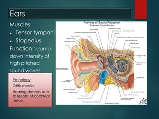 Ears
Muscles
 Tensor tympani
 Stapedius
Function : damp
down intensity of
high pitched
sound waves
● Pathology
● Otitis media
● Hearing defects due
to leisons of cochlear
nerve
 