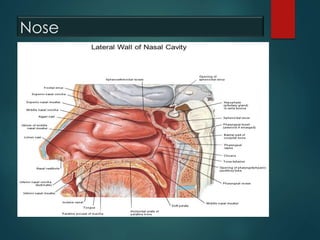 Nose
 