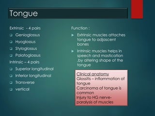 Tongue
Extrinsic - 4 pairs
 Genioglossus
 Hyoglossus
 Styloglossus
 Palatoglossus
Intrinsic – 4 pairs
 Superior longitudinal
 Inferior longitudinal
 Transverse
 vertical
Function :
 Extrinsic muscles attaches
tongue to adjascent
bones
 Intrinsic muscles helps in
speech and mastication
,by altering shape of the
tongue
Clinical anatomy
Glossitis – inflammation of
tongue
Carcinoma of tongue is
common
Injury to HG nerve-
paralysis of muscles
 