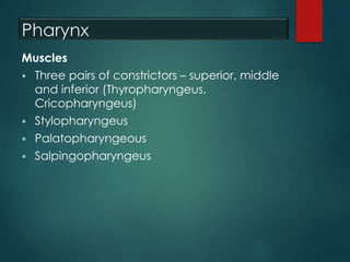 Pharynx
Muscles
 Three pairs of constrictors – superior, middle
and inferior (Thyropharyngeus,
Cricopharyngeus)
 Stylopharyngeus
 Palatopharyngeous
 Salpingopharyngeus
 
