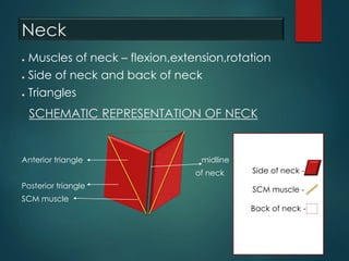 Neck
● Muscles of neck – flexion,extension,rotation
● Side of neck and back of neck
● Triangles
Anterior triangle midline
of neck
Posterior triangle
SCM muscle
SCHEMATIC REPRESENTATION OF NECK
Side of neck -
SCM muscle -
Back of neck -
 