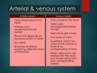 Arterial & venous system
 Carry blood away from
heart
 Arteries carry
oxygenated blood
except
 Blood flow depends on
pumping action of heart
 No valves
 Branches of arteries
supplying adjacent areas
anastomose
 Carry blood to the heart
 Veins carry
deoxygenated blood
except
 Veins have got valves
 Two types of veins
 Superficial which are
close to the surface of
body & no
corresponding arteries
 Deep veins which are
deeper into the body
and travels along with
their corresponding
arteries
Arterial system Venous system
 