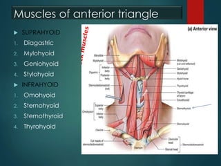 Muscles of anterior triangle
 SUPRAHYOID
1. Diagastric
2. Mylohyoid
3. Geniohyoid
4. Stylohyoid
 INFRAHYOID
1. Omohyoid
2. Sternohyoid
3. Sternothyroid
4. Thyrohyoid
 