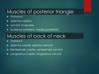 Muscles of posterior triangle
 Platysma
 Splenius capitus
 Levator scapulae
 Scalenus (anterior, medius,posterior)
Muscles of back of neck
 Trapezius
 Splenius capitis, splenius cervicis
 Semispinalis capitis, semispinalis cervicis
 Longissimus capitis, longissimus cervicis
 
