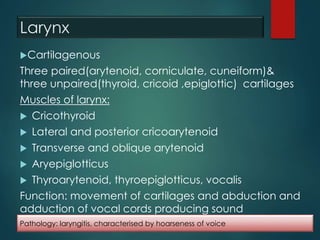 Larynx
Cartilagenous
Three paired(arytenoid, corniculate, cuneiform)&
three unpaired(thyroid, cricoid ,epiglottic) cartilages
Muscles of larynx:
 Cricothyroid
 Lateral and posterior cricoarytenoid
 Transverse and oblique arytenoid
 Aryepiglotticus
 Thyroarytenoid, thyroepiglotticus, vocalis
Function: movement of cartilages and abduction and
adduction of vocal cords producing sound
Pathology: laryngitis, characterised by hoarseness of voice
 