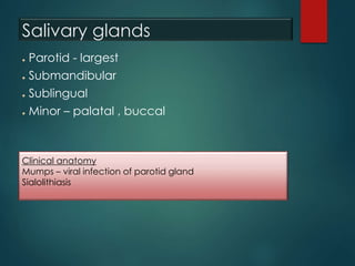 Salivary glands
● Parotid - largest
● Submandibular
● Sublingual
● Minor – palatal , buccal
Clinical anatomy
Mumps – viral infection of parotid gland
Sialolithiasis
 