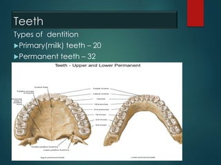 Teeth
Types of dentition
Primary(milk) teeth – 20
Permanent teeth – 32
 