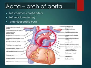 Aorta – arch of aorta
 Left common carotid artery
 Left subclavian artery
 brachiocephalic trunk
 