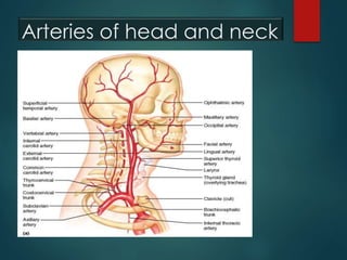 Arteries of head and neck
 