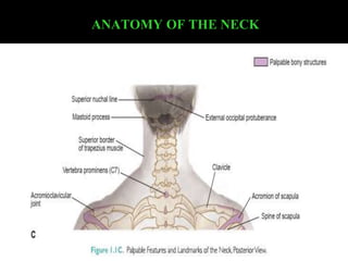 head and neck anatomy.ppt