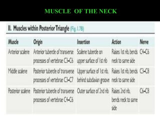 head and neck anatomy.ppt
