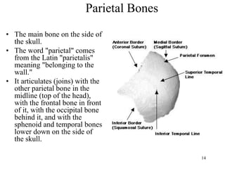 head and neck anatomy 1-3.pdf