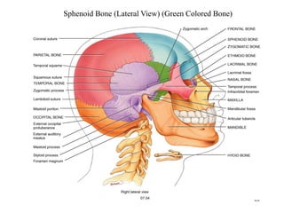 head and neck anatomy 1-3.pdf