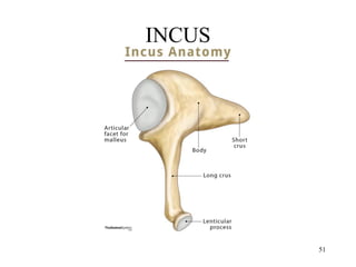 head and neck anatomy 1-3.pdf
