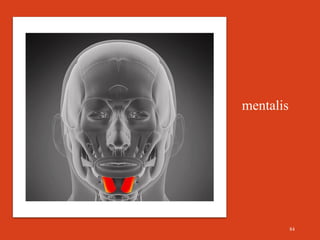 Intercheilion Line head and neck anatomy 1-3.pdf