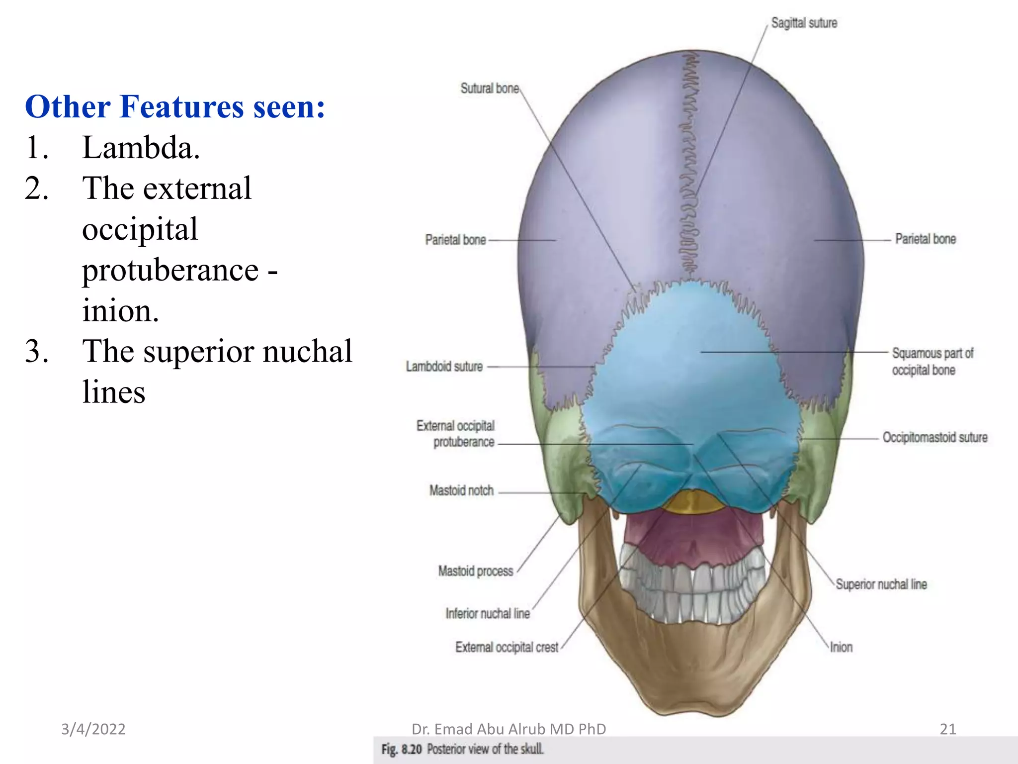 Head Inion Head and neck anatomy 1 skull & neck bones | PPTX