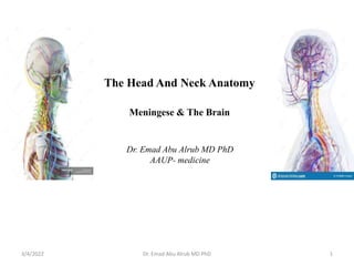 The Head And Neck Anatomy
Meningese & The Brain
3/4/2022 1
Dr. Emad Abu Alrub MD PhD
Dr. Emad Abu Alrub MD PhD
AAUP- medicine
 