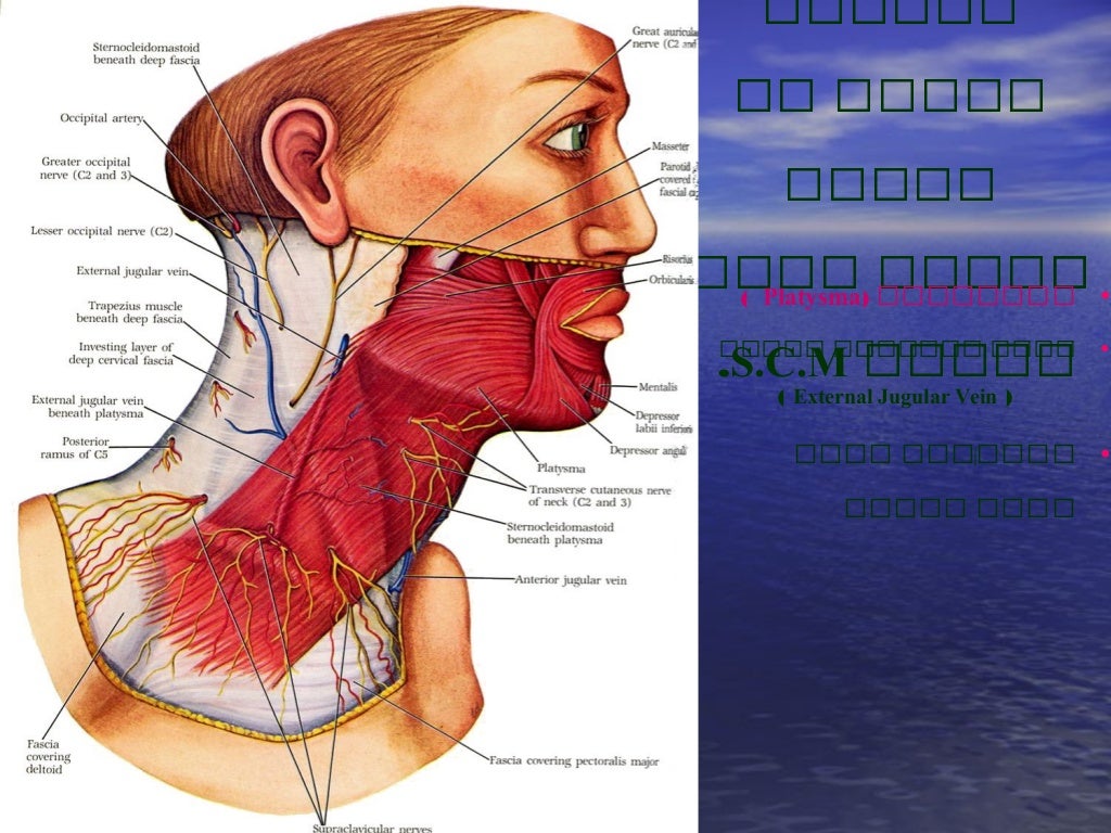 head and neck anatomy drawing