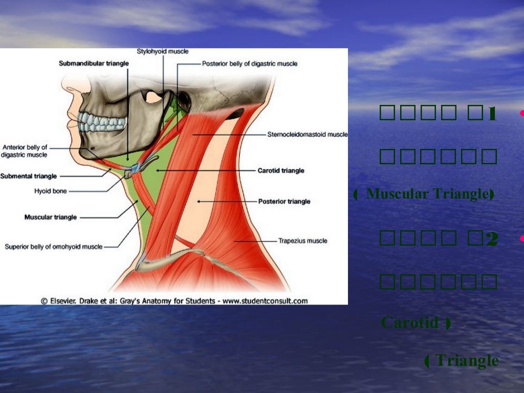 Head and neck anatomy 6