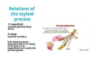 Styloid Function Comprehensive Lecture on Head and Neck Anatomy: Oral Cavity, Tongue ...
