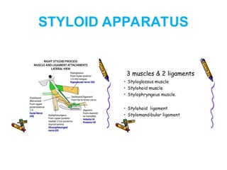 Styloid Function Comprehensive Lecture on Head and Neck Anatomy: Oral Cavity, Tongue ...
