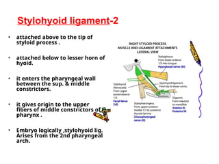 Styloid Function Comprehensive Lecture on Head and Neck Anatomy: Oral Cavity, Tongue ...