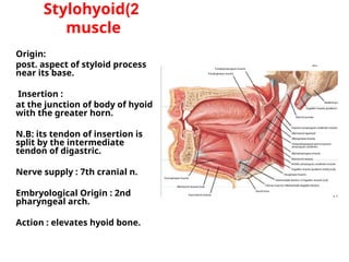 Styloid Function Comprehensive Lecture on Head and Neck Anatomy: Oral Cavity, Tongue ...