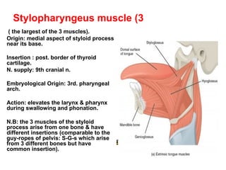 Styloid Function Comprehensive Lecture on Head and Neck Anatomy: Oral Cavity, Tongue ...
