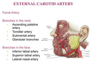 Facial Artery
Branches in the neck
 Ascending palatine
artery
 Tonsillar artery
 Submental artery
 Glandular branches
Branches in the face
 Inferior labial artery
 Superior labial artery
 Lateral nasal artery
 