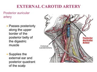 Posterior auricular
artery
 Passes posteriorly
along the upper
border of the
posterior belly of
the digastric
muscle
 Supplies the
external ear and
posterior quadrant
of the scalp
 