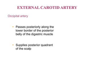 Occipital artery
 Passes posteriorly along the
lower border of the posterior
belly of the digastric muscle
 Supplies posterior quadrant
of the scalp
 