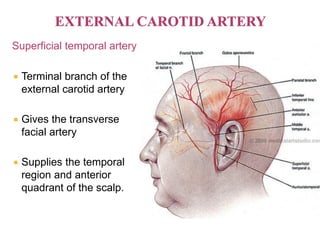 Superficial temporal artery
 Terminal branch of the
external carotid artery
 Gives the transverse
facial artery
 Supplies the temporal
region and anterior
quadrant of the scalp.
 