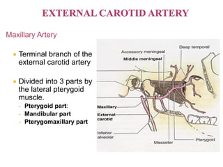 Maxillary Artery
 Terminal branch of the
external carotid artery
 Divided into 3 parts by
the lateral pterygoid
muscle.
 Pterygoid part:
 Mandibular part
 Pterygomaxillary part
 