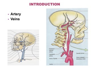  Artery
 Veins
 