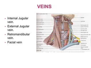  Internal Jugular
vein.
 External Jugular
vein.
 Retromandibular
vein.
 Facial vein
 